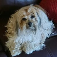 Camden Animal Clinic ico