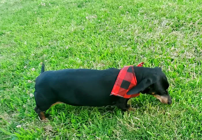 Camden Animal Clinic Picture 7