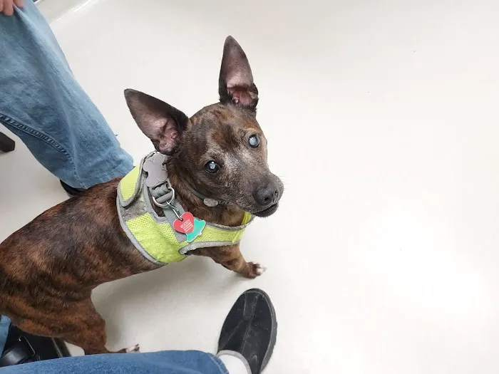 Camden Animal Clinic Picture 4