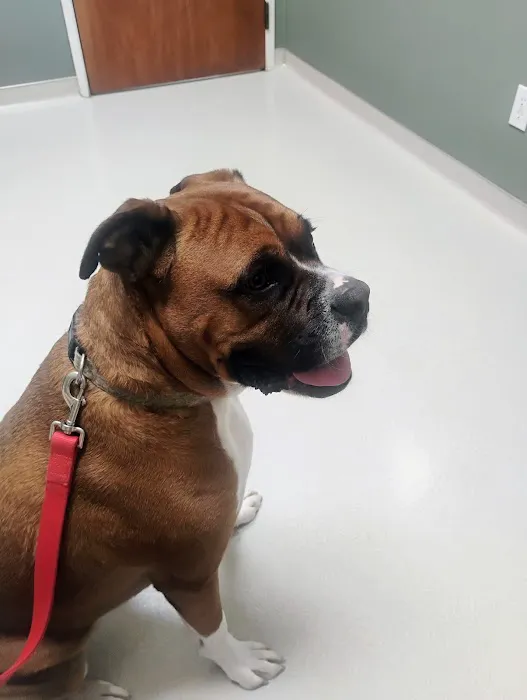 Camden Animal Clinic Picture 9