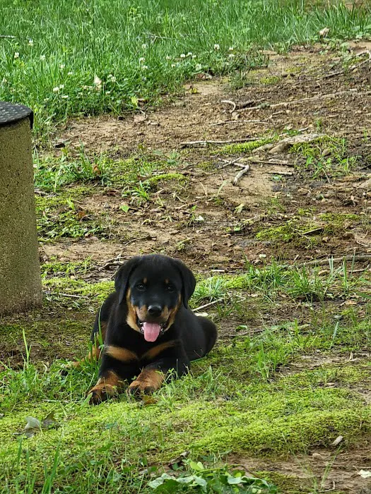 Camden Animal Clinic Picture 8