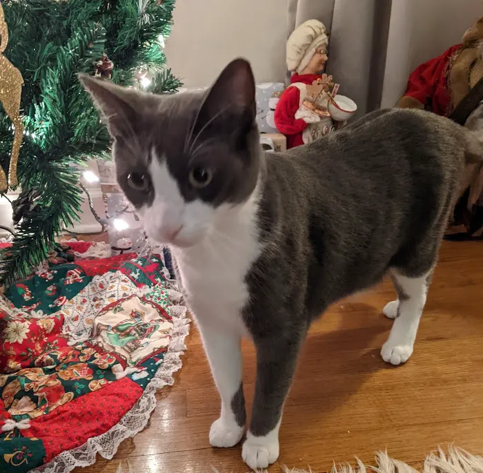 Hometown Animal Hospital Picture 1