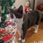 Hometown Animal Hospital