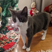 Hometown Animal Hospital ico