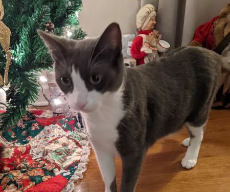 Hometown Animal Hospital