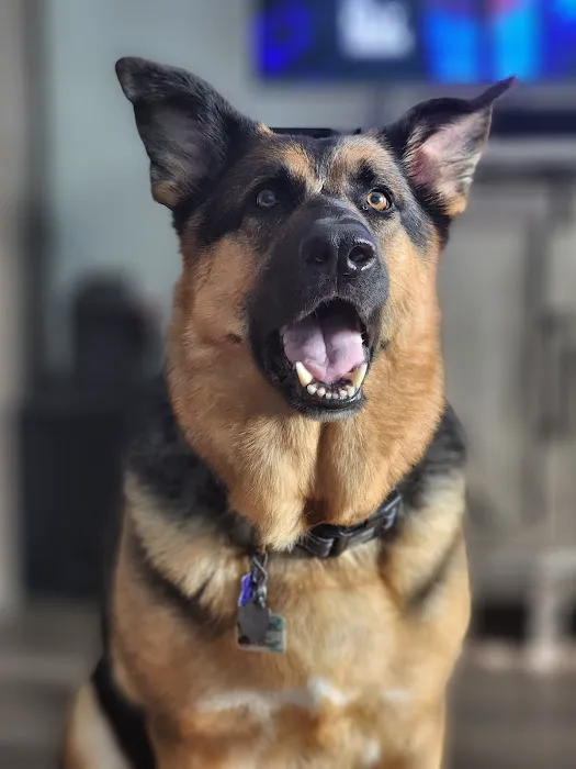 Hometown Animal Hospital Picture 3