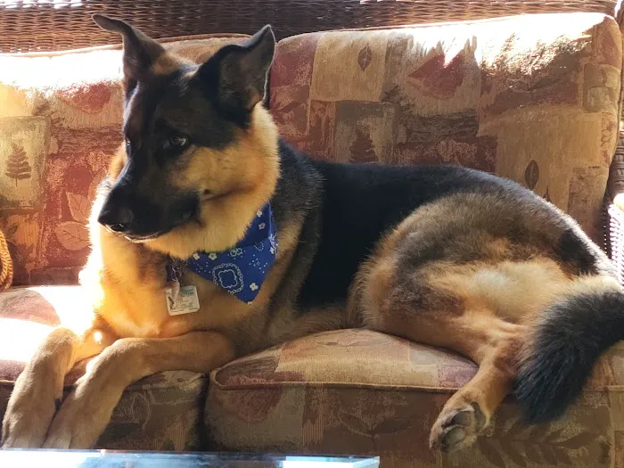 Hometown Animal Hospital Picture 4