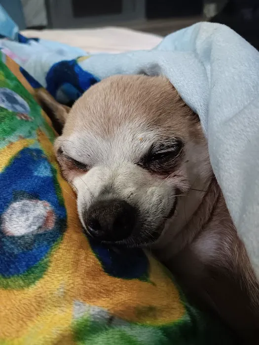 Hometown Animal Hospital Picture 8