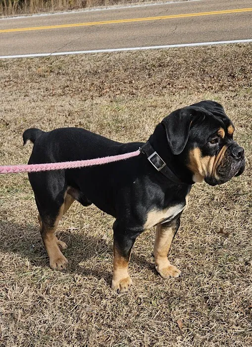 Hometown Animal Hospital Picture 7