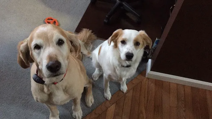 Huntingdon Animal Clinic Picture 3