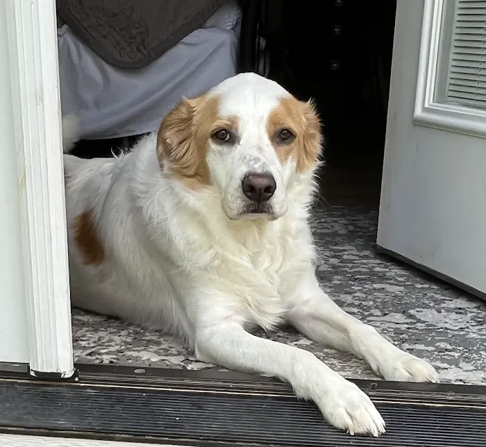 Huntingdon Animal Clinic Picture 1