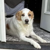 Huntingdon Animal Clinic ico