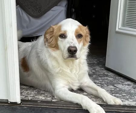 Huntingdon Animal Clinic