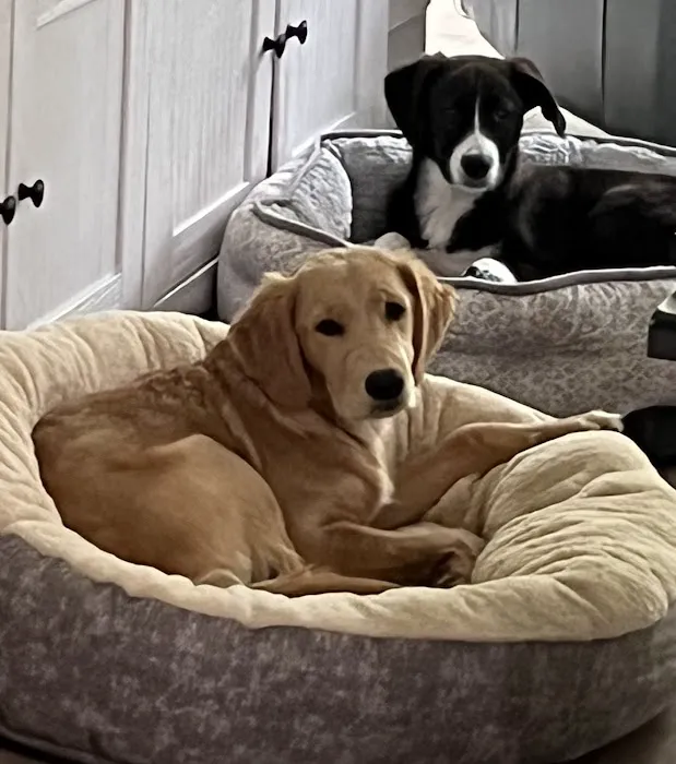 Huntingdon Animal Clinic Picture 2