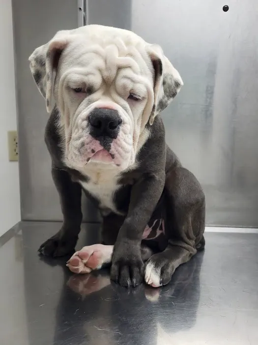 Huntingdon Animal Clinic Picture 4