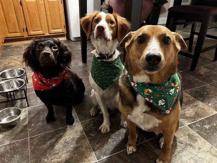 Huntingdon Animal Clinic Picture 5