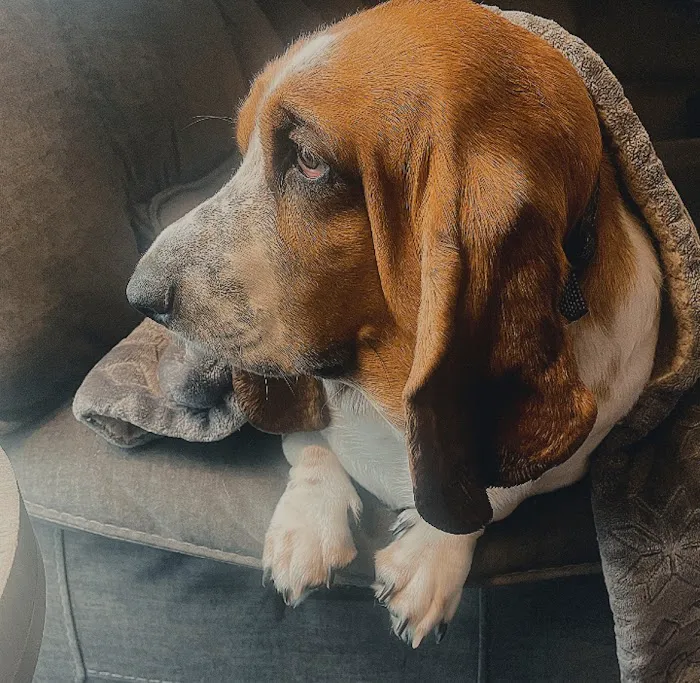 Huntingdon Animal Clinic Picture 10