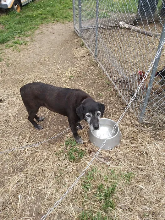 Huntingdon Animal Clinic Picture 9