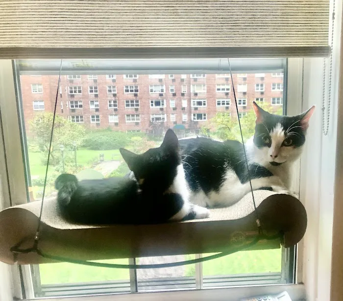 KDRimmer Cattery. Sphynx, Munchkin, Minskin,American Curland Devon Rex Cattery Picture 2