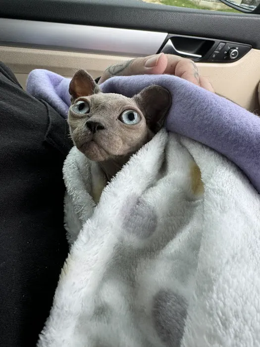 KDRimmer Cattery. Sphynx, Munchkin, Minskin,American Curland Devon Rex Cattery Picture 3