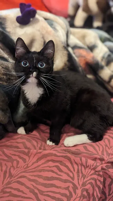 KDRimmer Cattery. Sphynx, Munchkin, Minskin,American Curland Devon Rex Cattery Picture 1