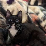 KDRimmer Cattery. Sphynx, Munchkin, Minskin,American Curland Devon Rex Cattery