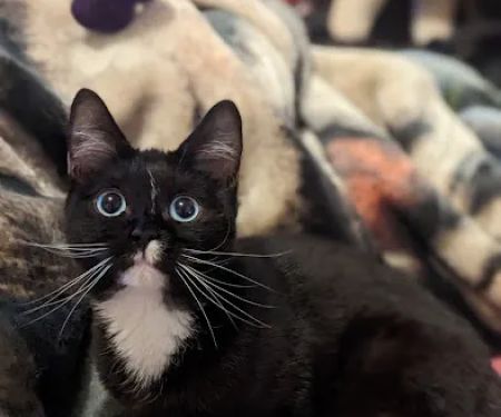 KDRimmer Cattery. Sphynx, Munchkin, Minskin,American Curland Devon Rex Cattery