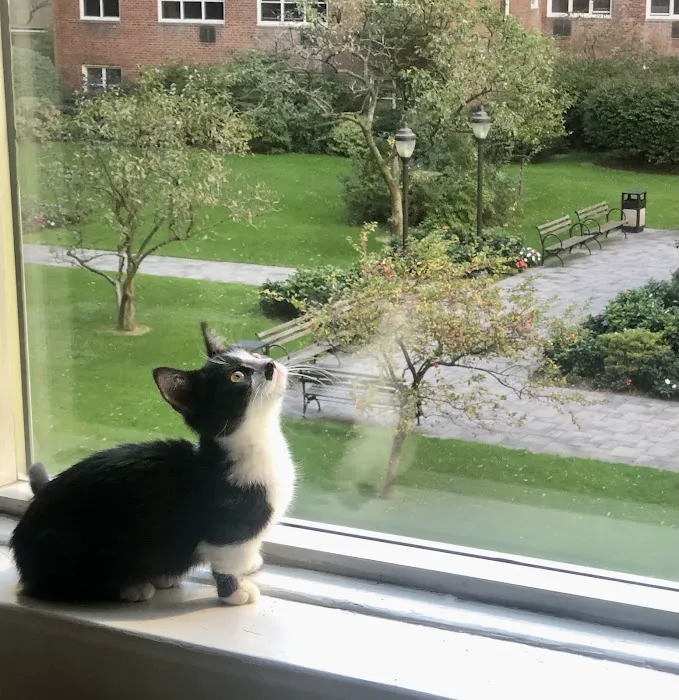 KDRimmer Cattery. Sphynx, Munchkin, Minskin,American Curland Devon Rex Cattery Picture 4