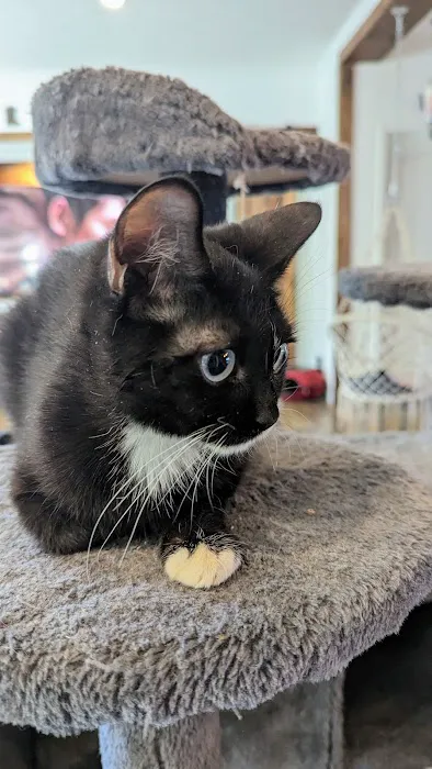 KDRimmer Cattery. Sphynx, Munchkin, Minskin,American Curland Devon Rex Cattery Picture 5