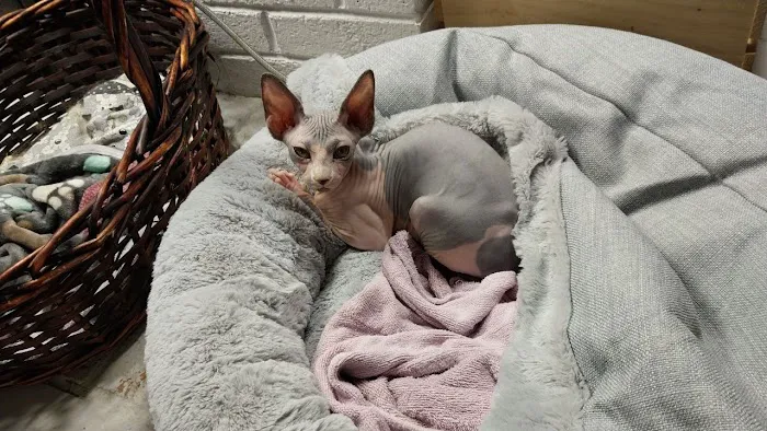 KDRimmer Cattery. Sphynx, Munchkin, Minskin,American Curland Devon Rex Cattery Picture 6