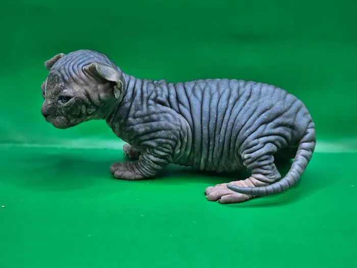 KDRimmer Cattery. Sphynx, Munchkin, Minskin,American Curland Devon Rex Cattery Picture 9