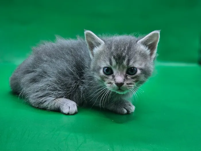 KDRimmer Cattery. Sphynx, Munchkin, Minskin,American Curland Devon Rex Cattery Picture 10