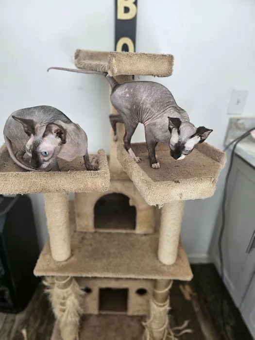 KDRimmer Cattery. Sphynx, Munchkin, Minskin,American Curland Devon Rex Cattery Picture 8
