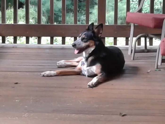 Northwest Tennessee Veterinary Services Picture 1