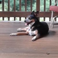 Northwest Tennessee Veterinary Services ico