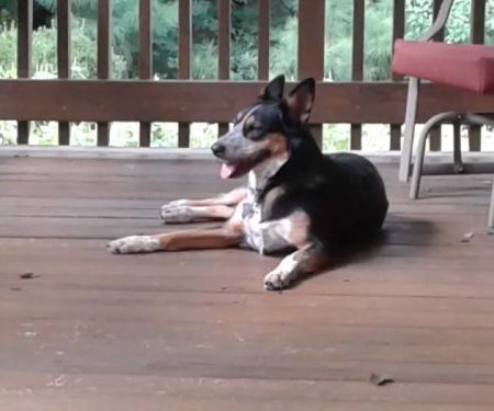 Northwest Tennessee Veterinary Services