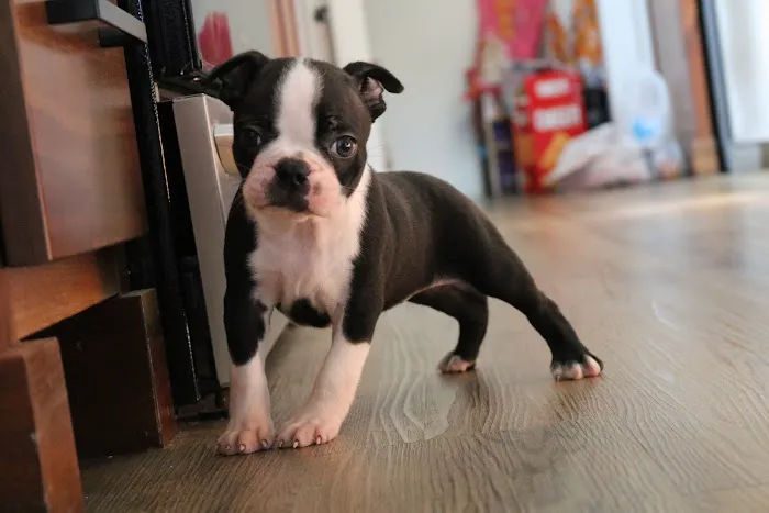 Northwest Tennessee Veterinary Services Picture 4