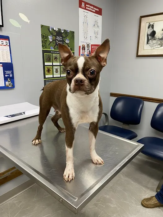 Northwest Tennessee Veterinary Services Picture 5