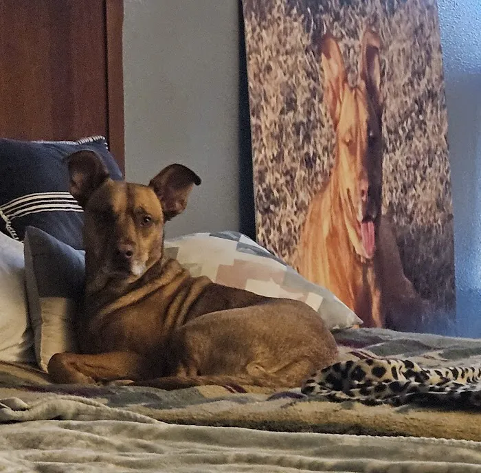 Northwest Tennessee Veterinary Services Picture 10