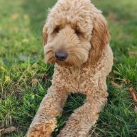 Heritage Animal Hospital ico