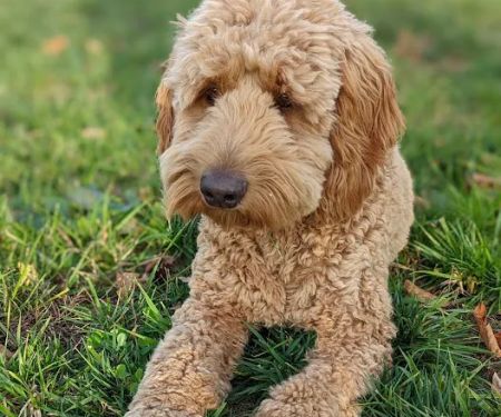 Heritage Animal Hospital