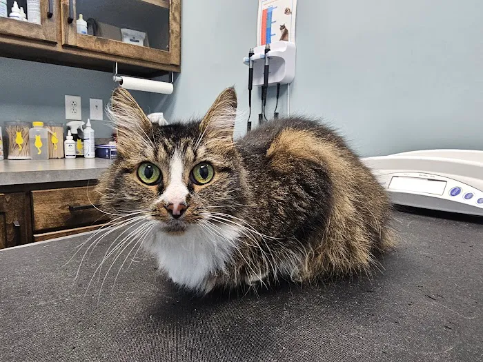 Heritage Animal Hospital Picture 8