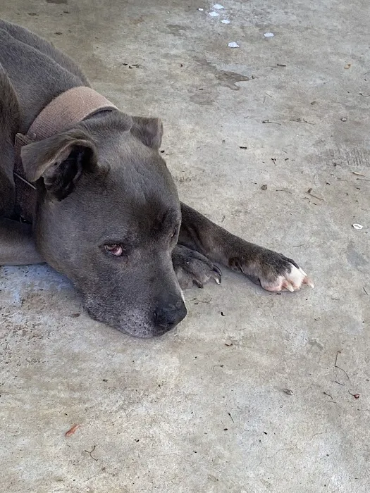 Heritage Animal Hospital Picture 9