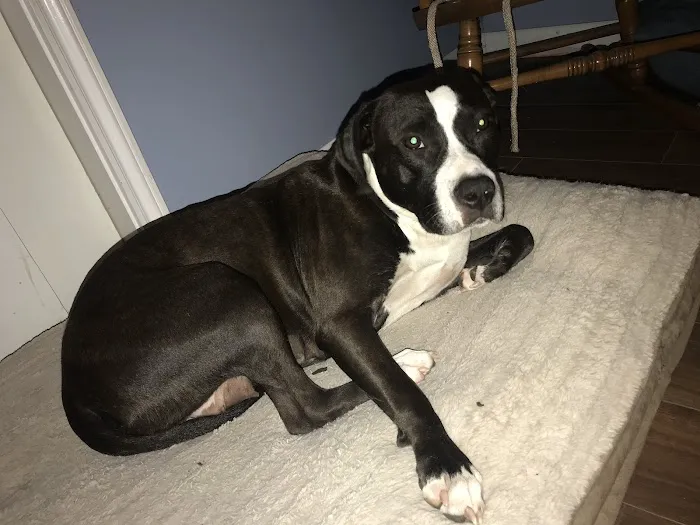 Heritage Animal Hospital Picture 10