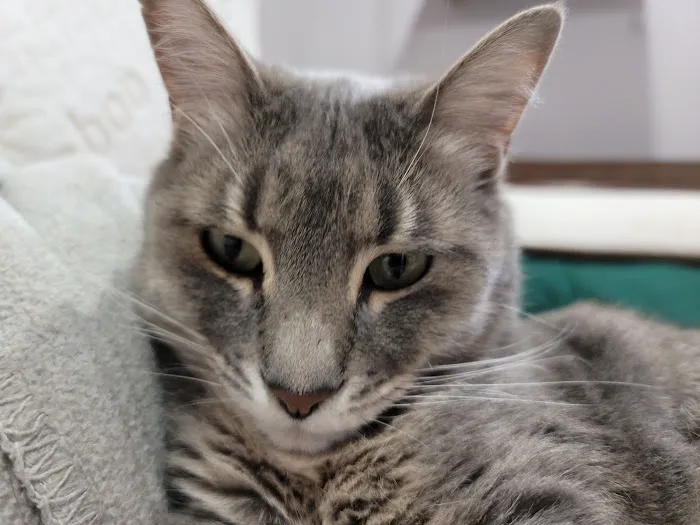 Animal House Veterinary Services Picture 1