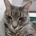 Animal House Veterinary Services