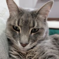 Animal House Veterinary Services ico