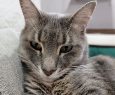 Animal House Veterinary Services