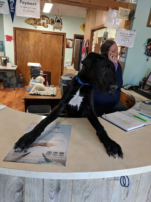 Animal House Veterinary Services Picture 2