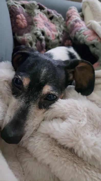 Countryside (Moville) Veterinary Clinic Picture 1